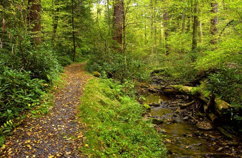 Cathedral State Park, West Virginia, USA